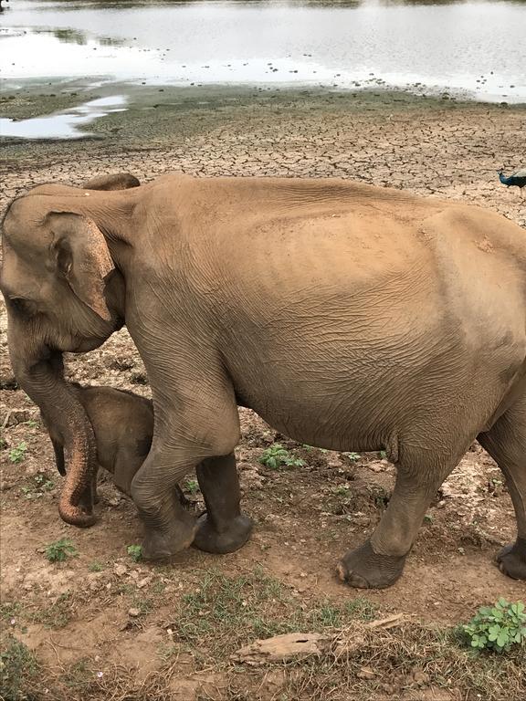 Dinesh Safari Homestay Udawalawe Zewnętrze zdjęcie