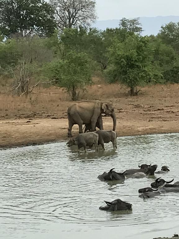 Dinesh Safari Homestay Udawalawe Zewnętrze zdjęcie