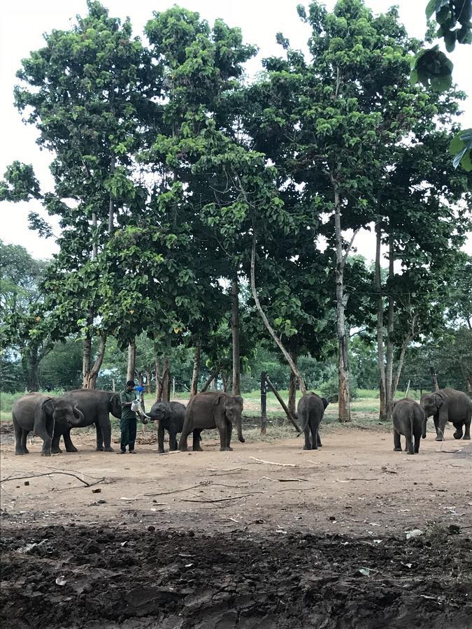 Dinesh Safari Homestay Udawalawe Zewnętrze zdjęcie