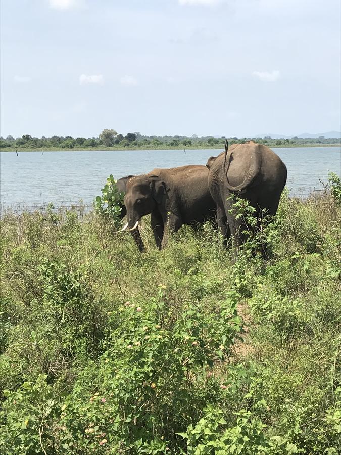 Dinesh Safari Homestay Udawalawe Zewnętrze zdjęcie