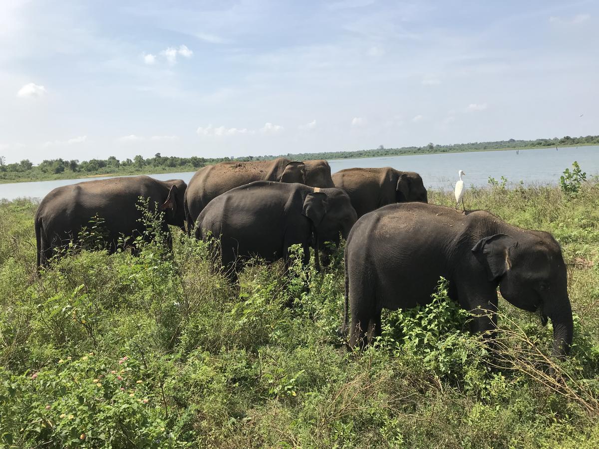 Dinesh Safari Homestay Udawalawe Zewnętrze zdjęcie