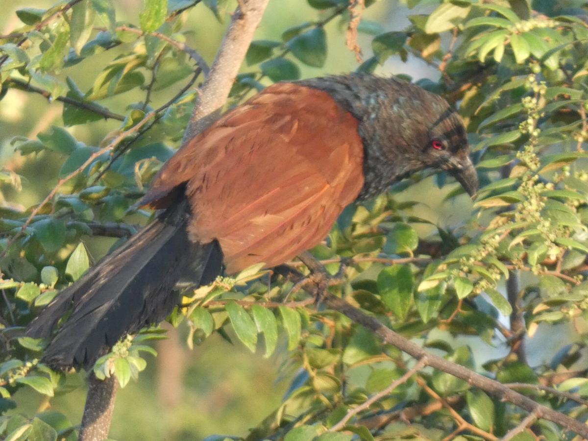 Dinesh Safari Homestay Udawalawe Zewnętrze zdjęcie