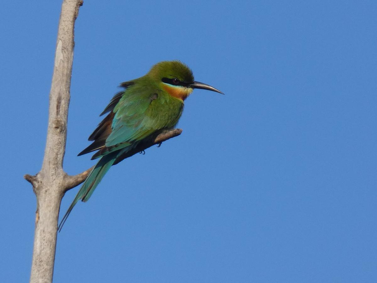 Dinesh Safari Homestay Udawalawe Zewnętrze zdjęcie