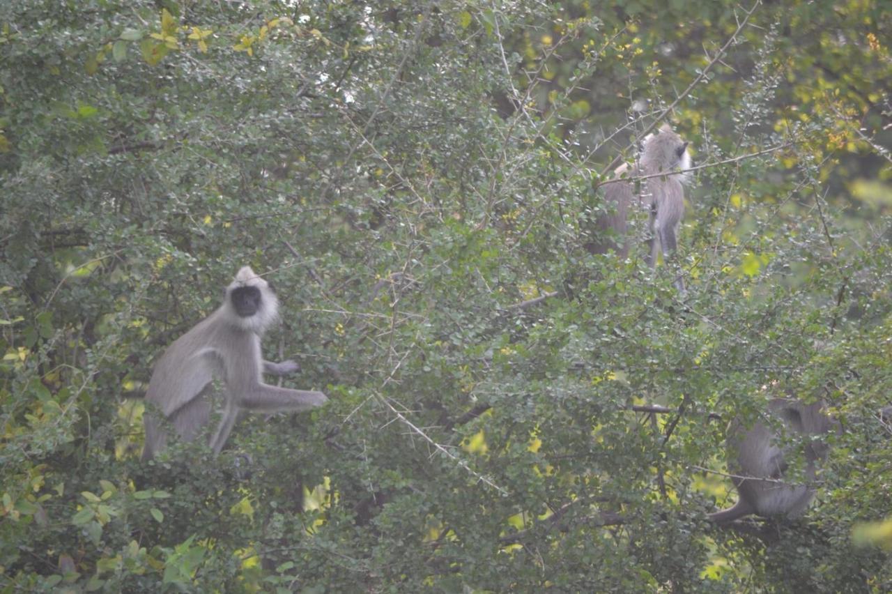 Dinesh Safari Homestay Udawalawe Zewnętrze zdjęcie